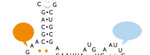 ribosomal RNA, SSU rrna) σαν δείκτη για τις