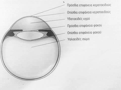 ΚΕΦΑΛΑΙΟ 1. Ο οφθαλμός 1.1 Λειτουργία οφθαλμού Το μάτι μοιάζει με μια φωτογραφική μηχανή. Υπάρχει ο φακός, η κόρη και ο αμφιβληστροειδής, που αντιστοιχεί σε φωτογραφική ταινία.