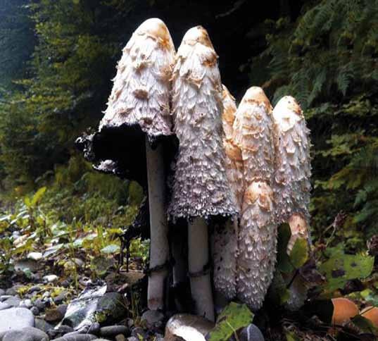 Coprinus