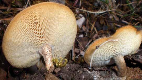 Polyporus arcularius ΑΠΡΙΛΙΟΣ Δ Τ Τ Π Π Σ Κ 1 2 3 4 5 6 7 8 9 10