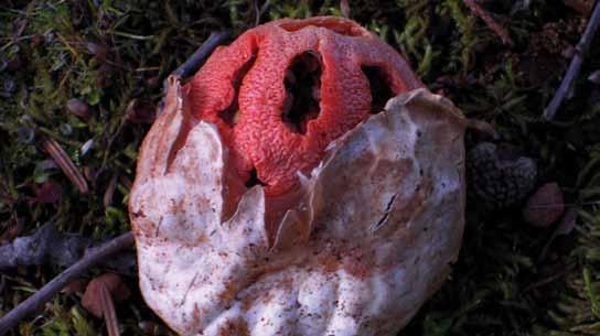 Clathrus ruber ΙΟΥΝΙΟΣ Δ Τ Τ Π Π Σ Κ 1 2 3 4 5 6 7 8 9 10 11