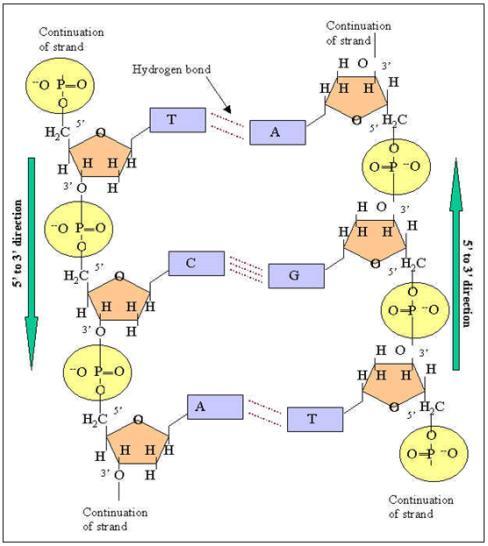 din urmă la stabilirea modelului dublu-helix al moleculei de ADN de către Watson şi Crick în 1953, laureaţi ai premiului Nobel. B.