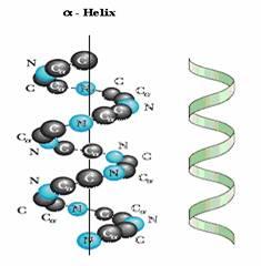 helicoidal sau spiralat denumit α-helix, rezultat prin spiralarea catenei polipeptidice în jurul unui cilindru imaginar.