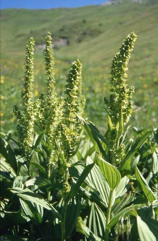 Veratrum album, Liliaceae -Η δρόγη χρησιμοποιήθηκε στο παρελθόν σαν αντιϋπερτασικό (1930) -Μικρή