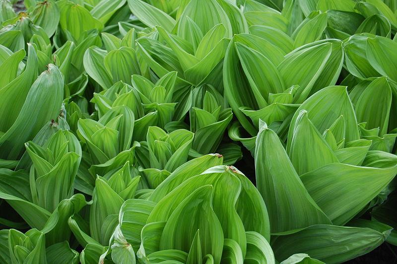 Veratrum