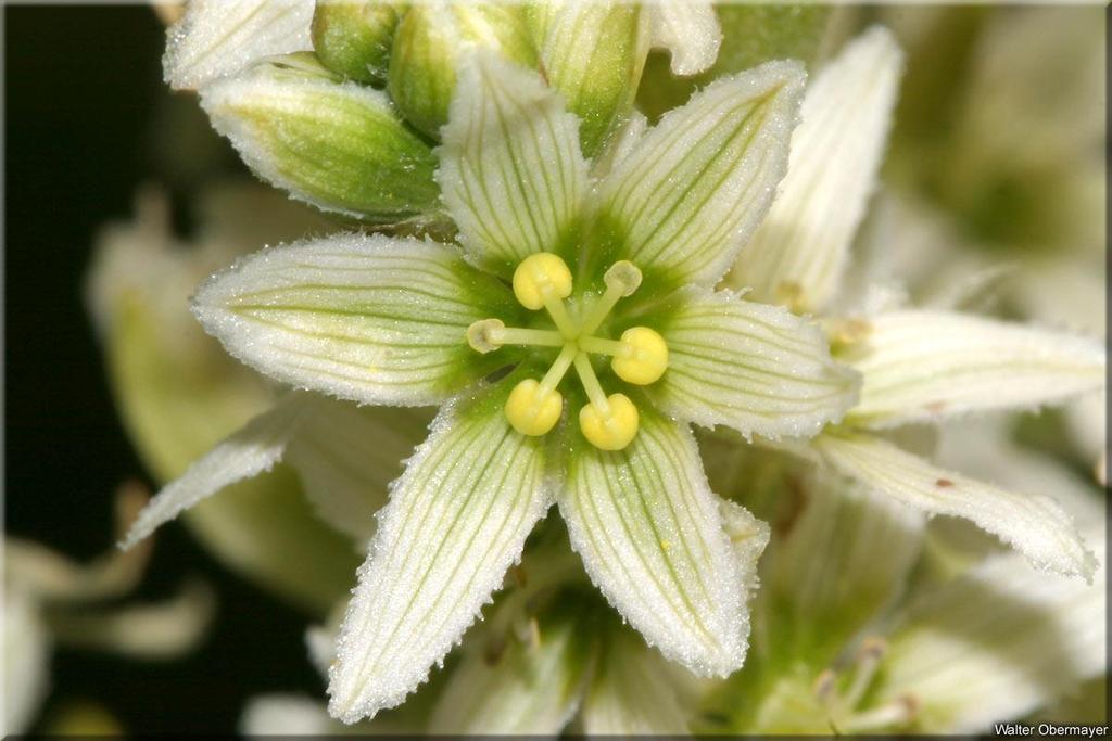 Veratrum