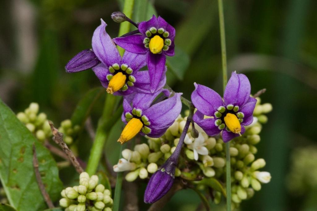 Solanum