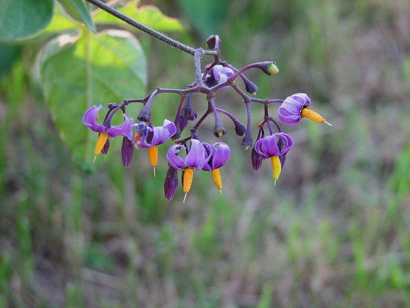 Solanum