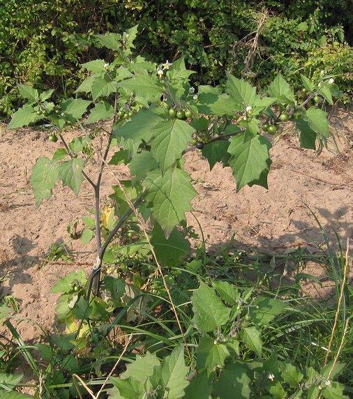 Solanum nigrum, Solanaceae Δρόγη είναι οι καρποί Το φυτό