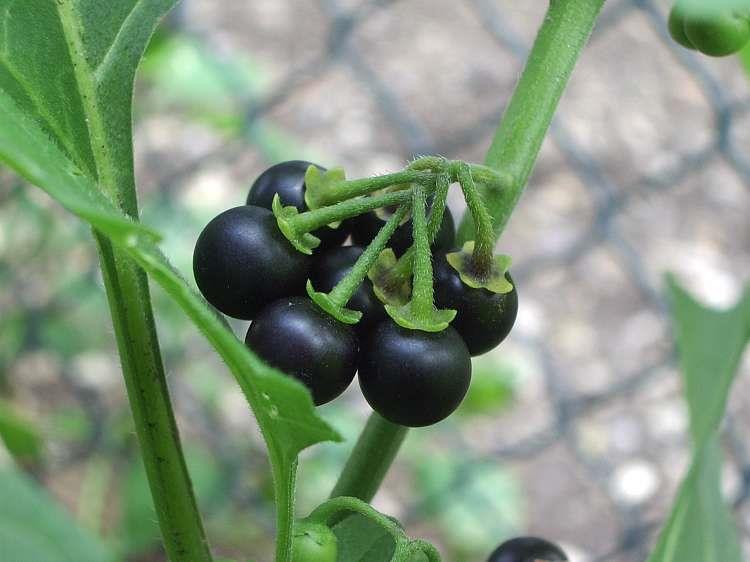 Solanum