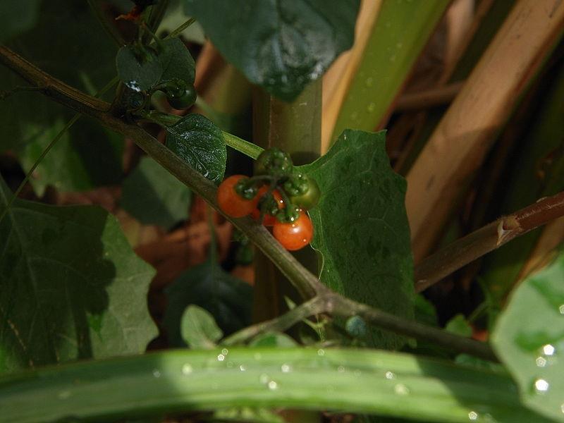 Solanum