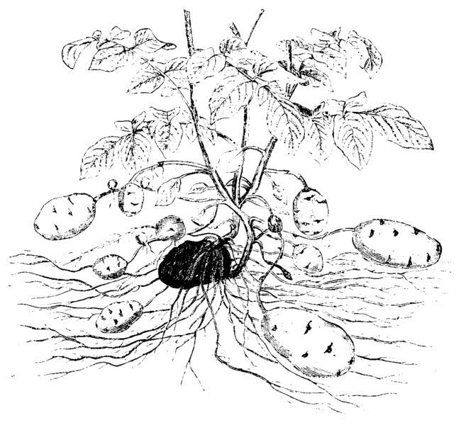 Solanum toberosum