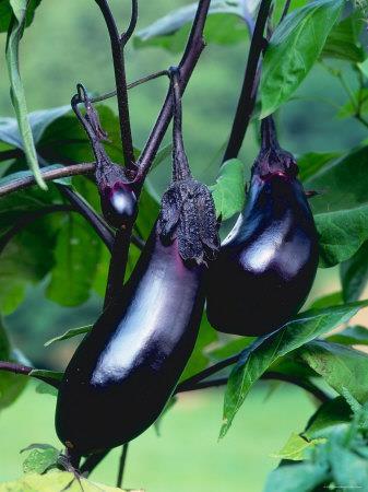 Solanum lycopersicum