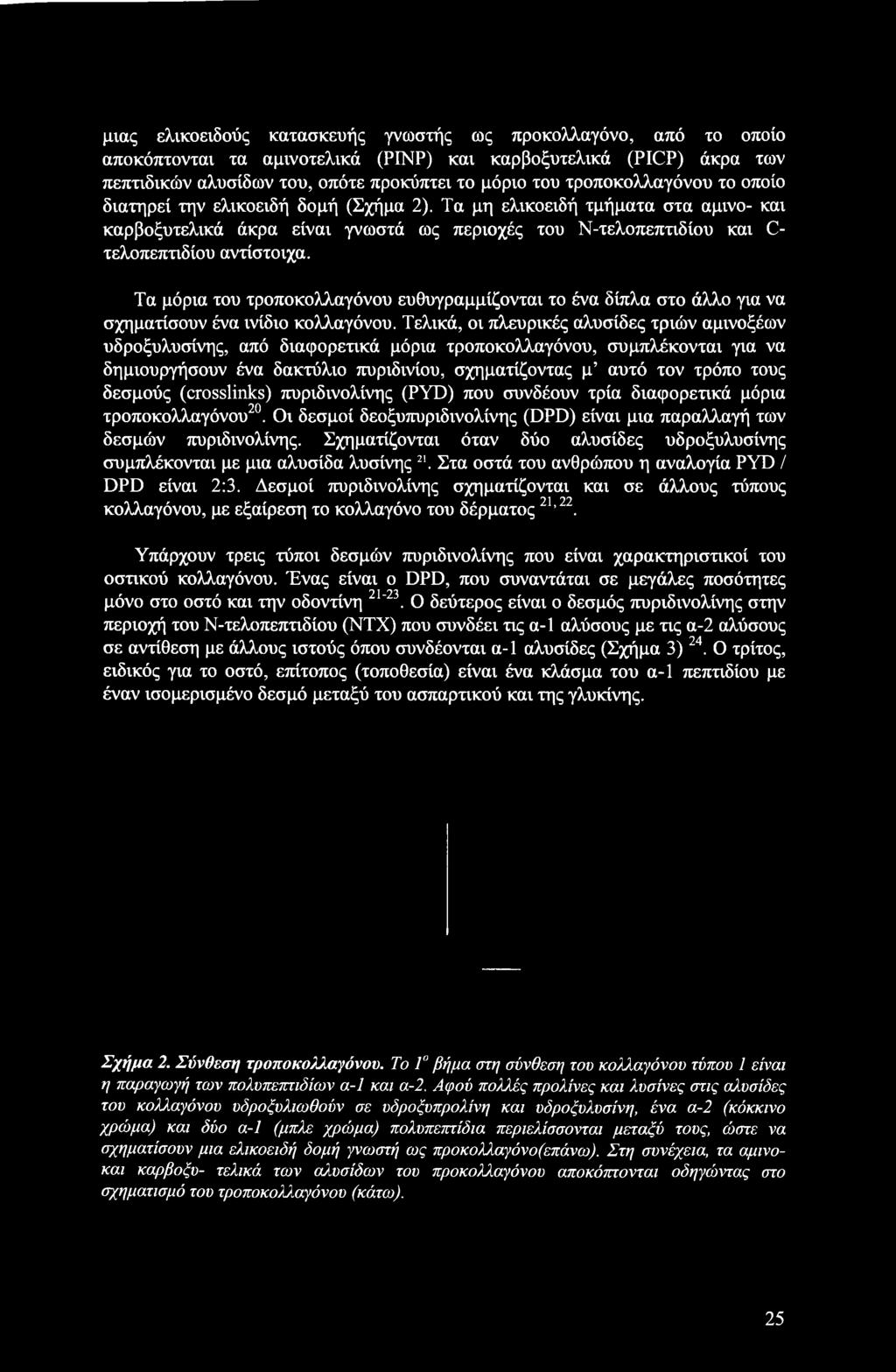 Τα μόρια του τροποκολλαγόνου ευθυγραμμίζονται το ένα δίπλα στο άλλο για να σχηματίσουν ένα ινίδιο κολλαγόνου.