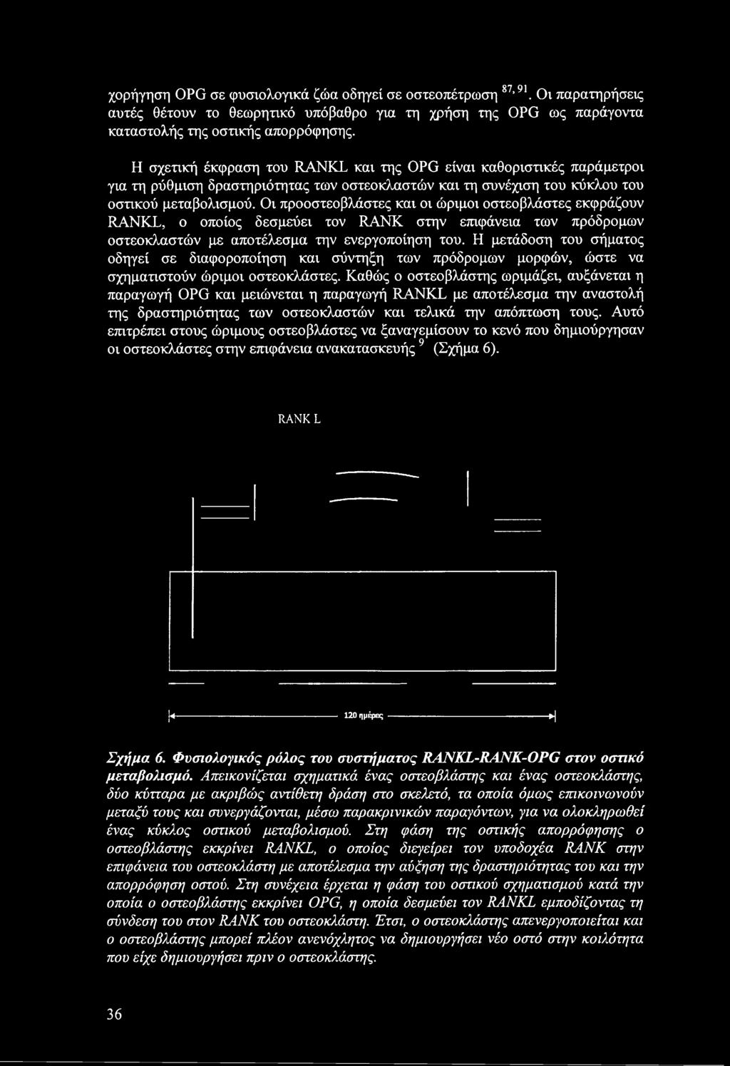 Οι προοστεοβλάστες και οι ώριμοι οστεοβλάστες εκφράζουν RANKL, ο οποίος δεσμεύει τον RANK στην επιφάνεια των πρόδρομων οστεοκλαστών με αποτέλεσμα την ενεργοποίηση του.