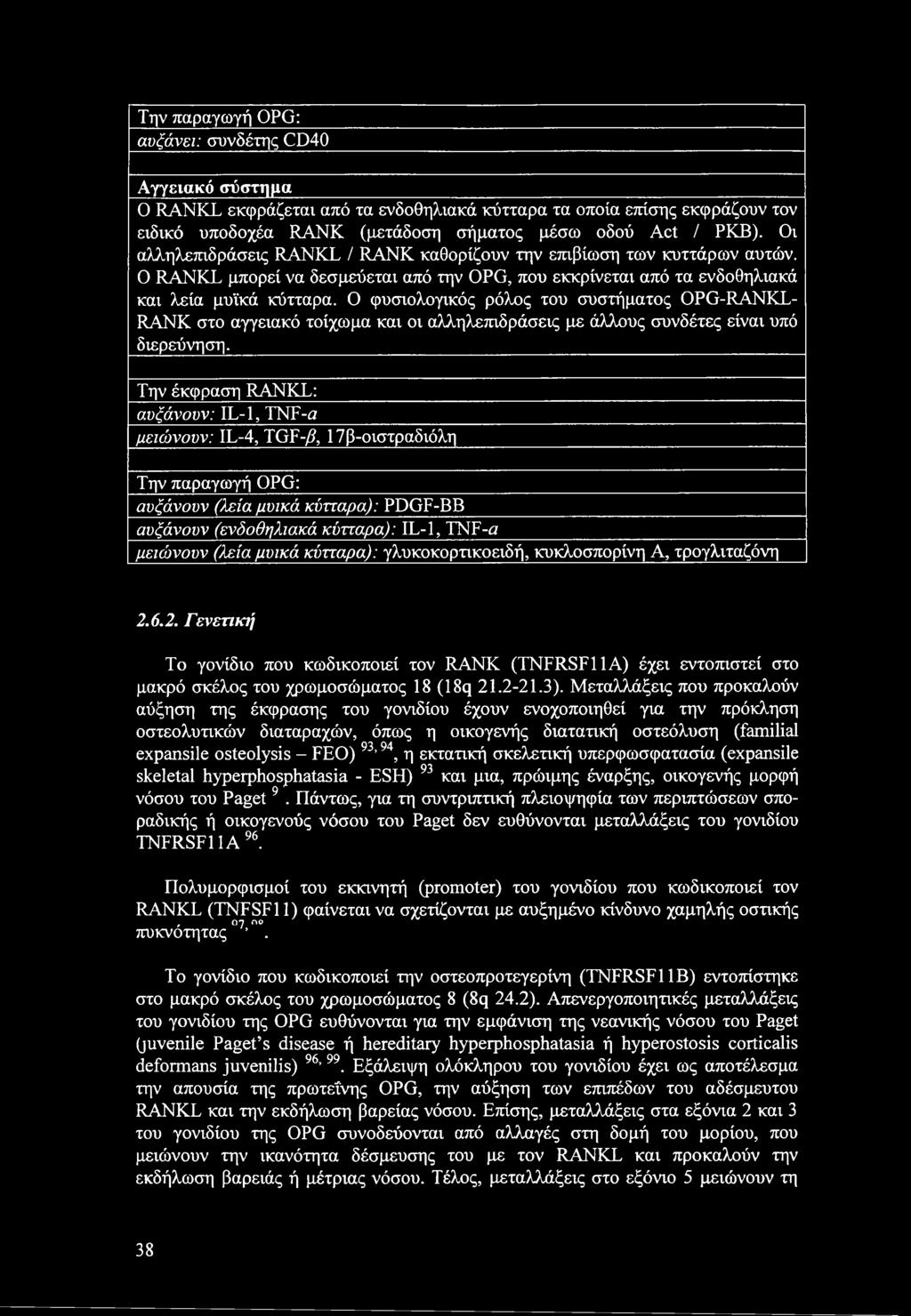 Την παραγωγή OPG: αυξάνει: συνδέτης CD40 Αγγειακό σύστημα 0 RANKL εκφράζεται από τα ενδοθηλιακά κύτταρα τα οποία επίσης εκφράζουν τον ειδικό υποδοχέα RANK (μετάδοση σήματος μέσω οδού Act / ΡΚΒ).