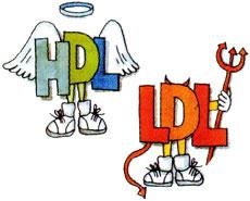 LDL cholesterol, HDL cholesterol,