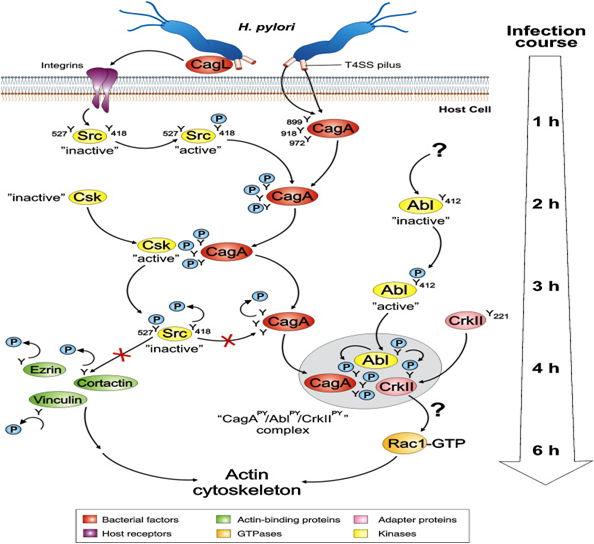 Εικόνα 9: Σχηµατική απεικόνιση της διαδοχικής φωσφορυλίωσης της πρωτεΐνης CagA και του επαγώµενου σηµατοδοτικού µονοπατιού που οδηγεί σε κυτταροσκελετικές αναδιατάξεις των µολυσµένων γαστρικών