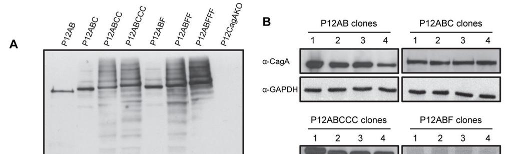 κυττάρων (Εικόνα 12Β), καθόσον µόνο οι ώριµες µορφές της CagA έχουν την δυνατότητα µεταφοράς µέσω του βακτηριακού λειτουργικού συστήµατος µεταφοράς.