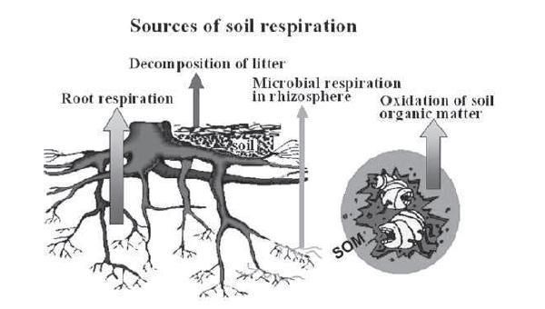 ΚΥΚΛΟΣ ΤΟΥ ΑΝΘΡΑΚΑ ΣΤΟ ΕΔΑΦΟΣ (Soil Respiration and the Environment, 2006) Το έδαφος δρα