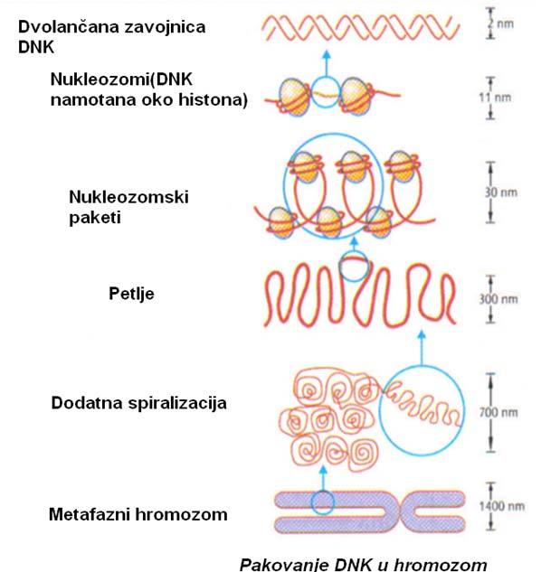 су и испитавани. Електронским микроскопом су виђени као дискови дијаметра 11 nm од којих сваки садржи ДНК дужине 146 базних парова и 8 молекула хистона.