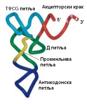 име; 3) антикодонски крак садржи ''дршку'' од 5 парова нуклеотида и петљу од 7 нуклеотида у чијој се средини налази антикодон, тј.