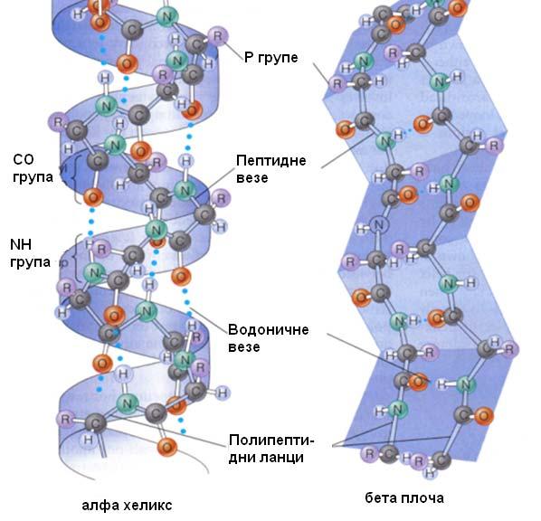 карактеристичним комбинацијама мотива секундарне структуре. Постоје и фибриларни протеини, као што су колаген, алфа кератин на пр. који имају специфичности у секундарној структури.