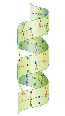 S кривина (једини елемент који се не базира на водоничним везама) T кривина премошћена водоничном везом E - β трака у паралелним и антипаралелним елементима ланца. B - остатак у изолованом β мосту.