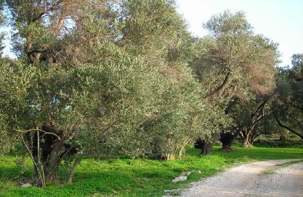 ΚΕΦΑΛΑΙΟ 2 ΠΕΡΙ ΕΛΙΑΣ Η ΕΛΙΑ Η ελιά, με την λατινική ονομασία Olea europaea, της οικογένειας Oleaceae είναι ένα αειθαλές δέντρο, πολύτιμο για τον καρπό του και το λάδι του, και αποτελεί βασική