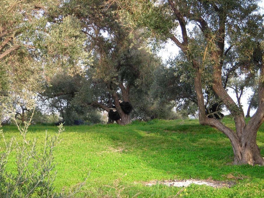 ποσότητες φυτοφαρμάκων. Αυτός ο έλεγχος αποτελεί έναν από τους βασικότερους παράγοντες της υψηλής ποιότητας του ελαιολάδου. (Ανώνυμος Α) 2.10 Εχθροί 0ι κυριότεροι είναι: Δάκος: Bactocera oleae, οικ.