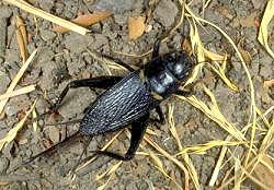 Η υπόταξη Blattodea, με 4000 είδη, όπου περιλαμβάνει ορισμένα είδη που ζουν μέσα σε σπίτια και υπονόμους, τις γνωστές μας κατσαρίδες.