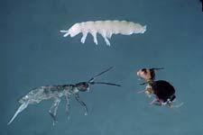 Α. Υποτάξη Ensifera Οικογένεια Tettigoniidae Οικογένεια Raphidophoridae Οικογένεια Gryllidae Οικογένεια Gryllotalpidae B. Υποτάξη Caelifera Οικογένεια Acrididae Οικογένεια Catantopidae 4.