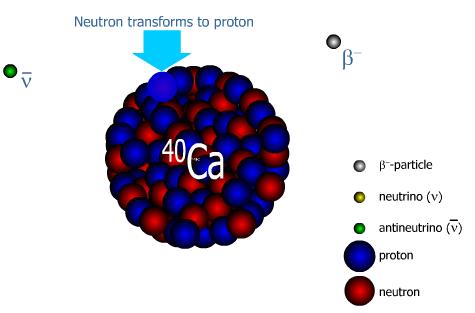 Μετατροπή νετρονίου σε πρωτόνιο Ηλεκτρόνιο Νετρίνο Αντινετρίνο Πρωτόνιο Νετρόνιο Σχήμα 4.2.1 Σχηματική απεικόνιση της μετατροπής του 40 Κ σε 40 Ca.