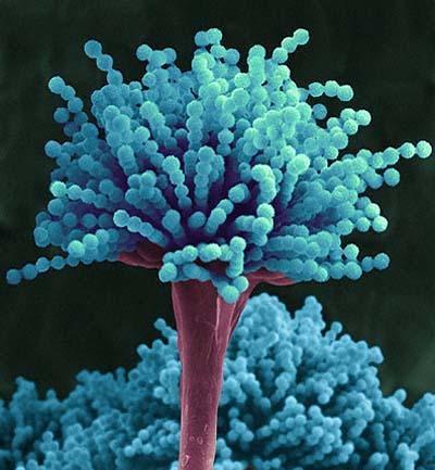 Aspergillus, Penicillium