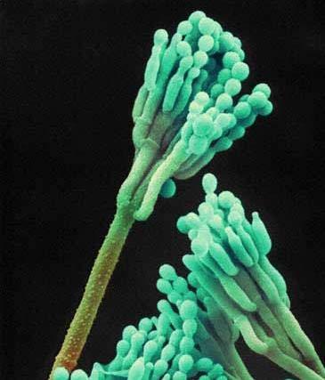 variecolor- Conidiospores