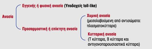 Ανοσία Αντίδραση κυττάρων και ιστών έναντι ξένων ουσιών