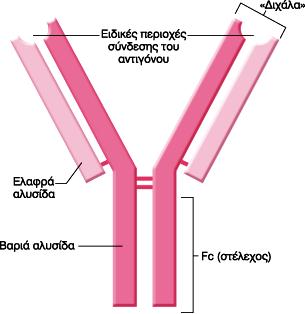 Δομή ανοσοσφαιρίνης