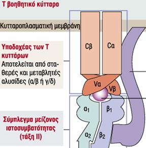 Τ κυτταρικός υποδοχέας, TCR Βρίσκεται στην επιφάνεια των Τ λεμφοκυττάρων και μαζί με συν- υποδοχείς (CD4 και CD8) σταθεροποιεί τη σύνδεση μεταξύ αντιγονοπαρουσιαστικών κυττάρων και Τ λεμφοκυττάρων,