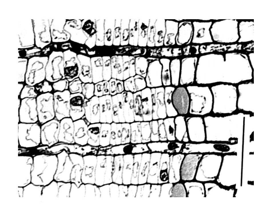 3.1 Vaskularni kambij Vaskularni kambij v strogem pomenu sestavljajo le kambijeve inicialke: vretenaste (fuziformne) zarodnice aksialnih celic (vlakna, aksialni parenhim, trahejni členi) in trakovne