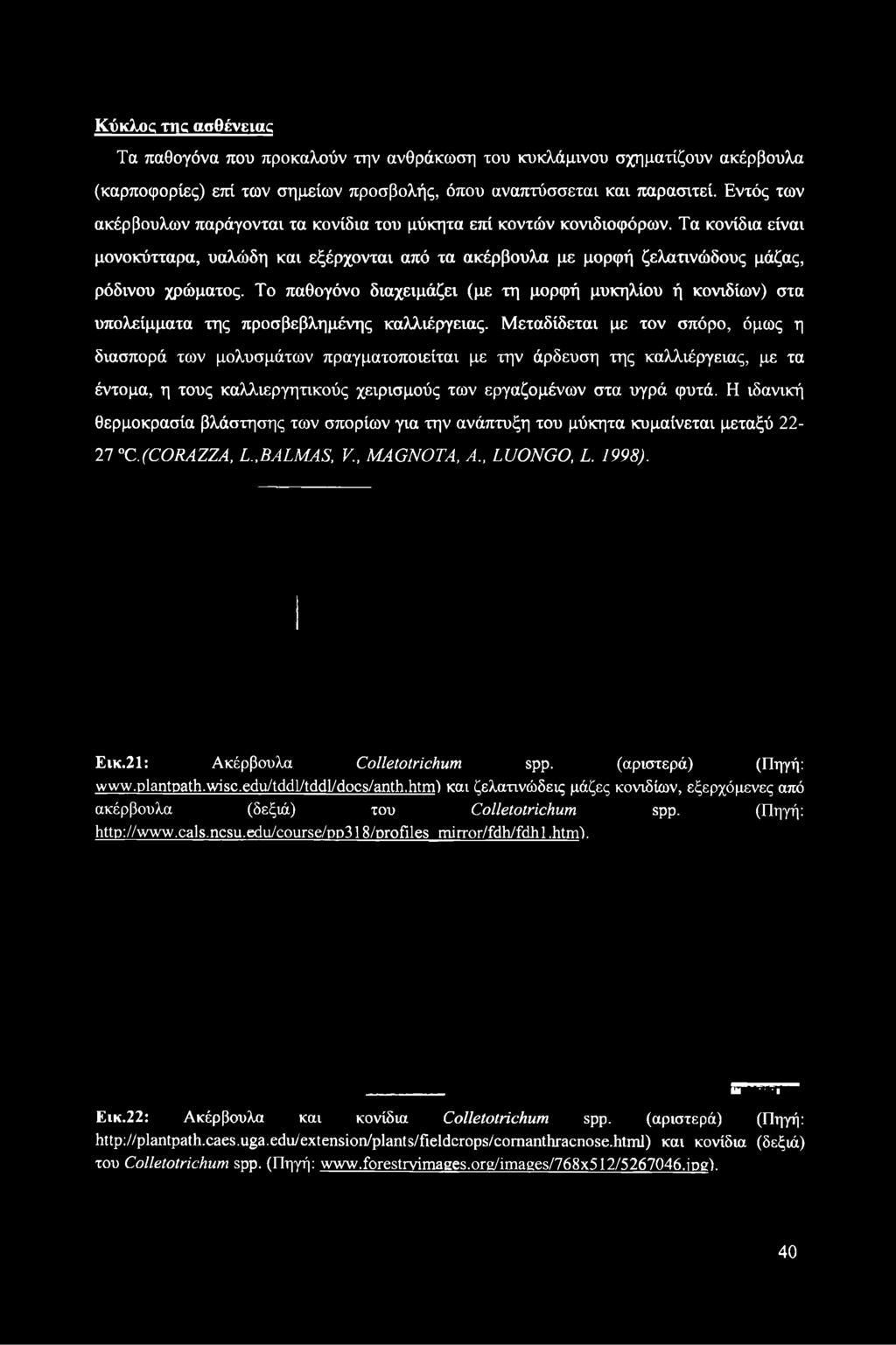 Μεταδίδεται με τον σπόρο, όμως η διασπορά των μολυσμάτων πραγματοποιείται με την άρδευση της καλλιέργειας, με τα έντομα, η τους