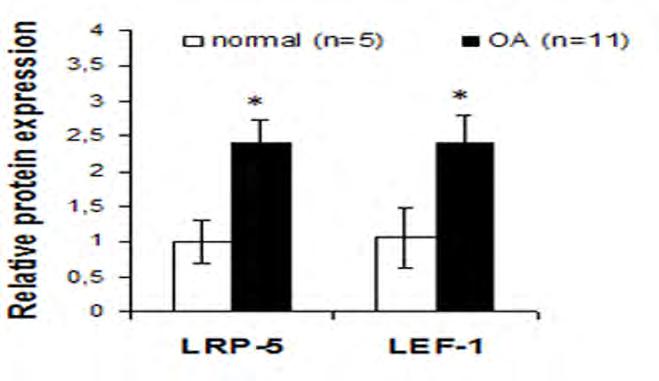 (α) (β) (γ) Εικόνα 18: (α) Απεικόνιση των επιπέδων mrna των γονιδίων LRP-5, LRP-6, LEF-1, και TCF-4 σε καλλιέργειες φυσιολογικών και ΟΑ χονδροκυττάρων. *p<0.05.