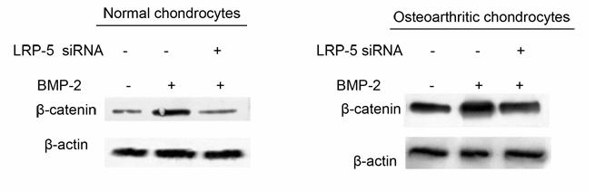 γονιδίου LRP-5 σε καλλιέργειες ΟΑ