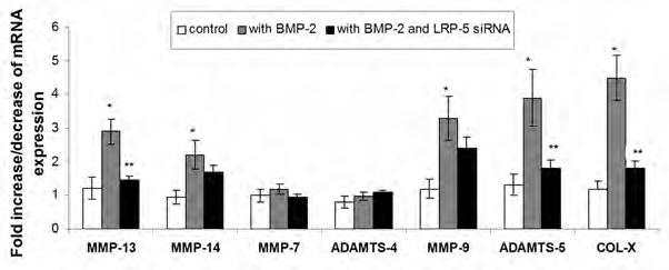 επιτυγχάνεται μετά τη χορήγηση της BMP-2 αναστέλλεται μέσω της αποσιώπησης του γονιδίου LRP-5 με τη χρήση sirna στα φυσιολογικά χονδροκύτταρα (p<0.05) (Εικόνα 24).