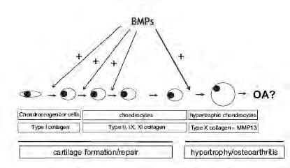 αγγρεκάνης, οι ΒΜΡs συμβάλλουν στην έναρξη και εξέλιξη της νόσου καθώς συμμετέχουν στην αλλαγή του φαινοτύπου των χονδροκυττάρων.