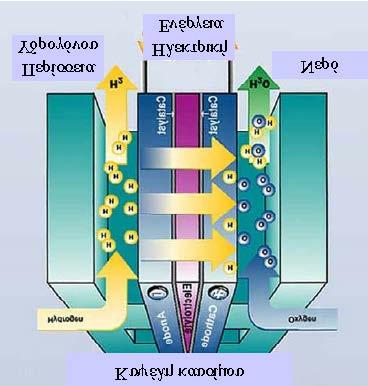 ΑΞΙΟΛΟΓΗΣΗ ΣΕΝΑΡΙΩΝ ΔΙΑΧΕΙΡΙΣΗΣ ΑΣΤΙΚΩΝ ΣΤΕΡΕΩΝ ΑΠΟΒΛΗΤΩN Εικόνα 36: Δομή Μικροστροβίλου Κυψέλες Καυσίμου Οι κυψέλες καυσίμου είναι ηλεκτροχημικές συσκευές που μετατρέπουν τη χημική ενέργεια μιας