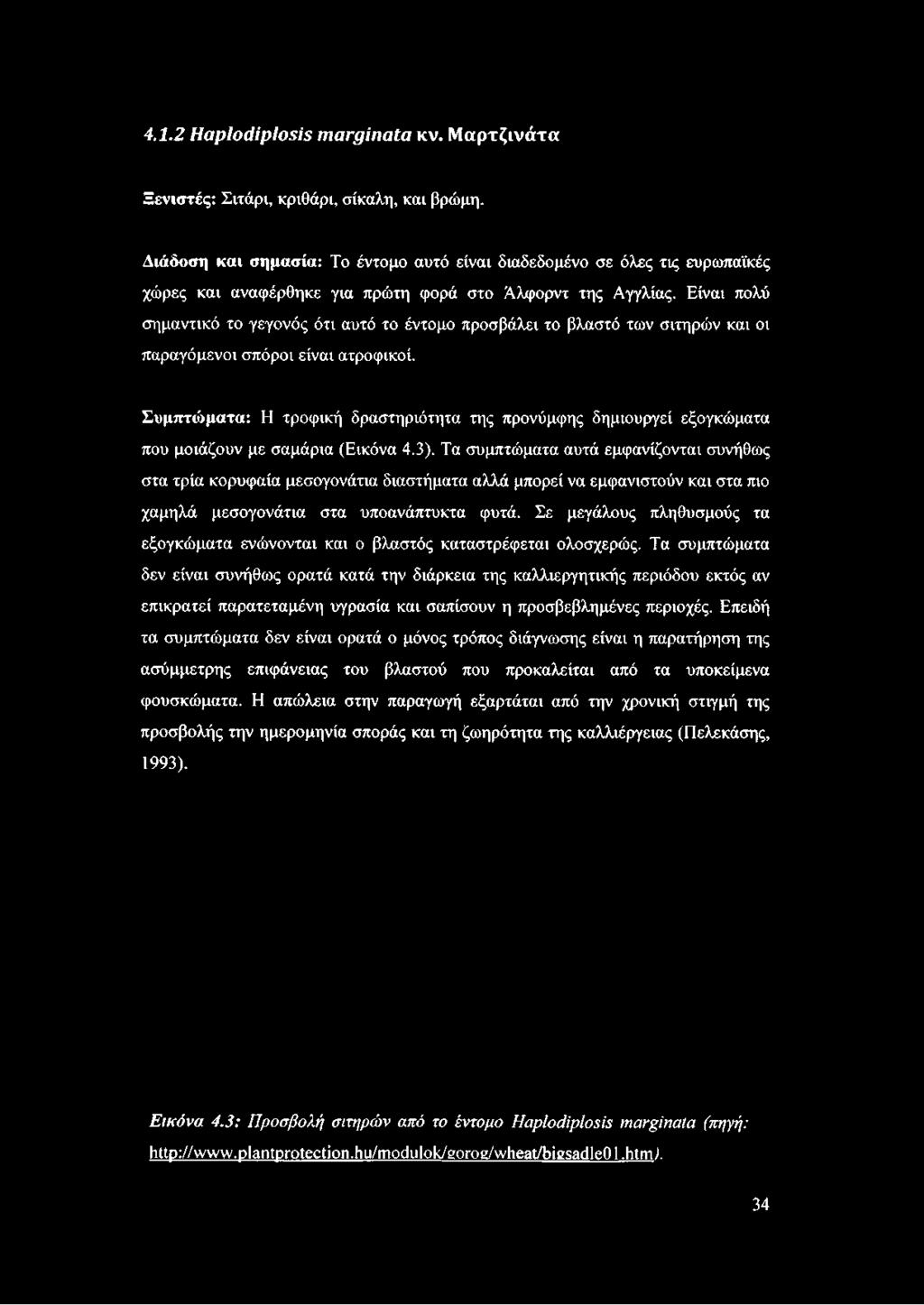 Είναι πολύ σημαντικό το γεγονός ότι αυτό το έντομο προσβάλει το βλαστό των σιτηρών και οι παραγόμενοι σπόροι είναι ατροφικοί.