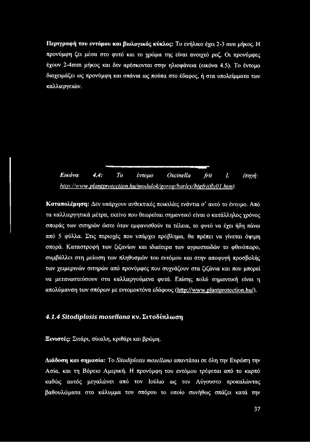 4: Το έντομο Oscinella frit L (πηγή: htlp://www. plantprotection. hu/modulotinoroz/barlev/bivfritflvo 1. htm). Καταπολέμηση: Δεν υπάρχουν ανθεκτικές ποικιλίες ενάντια σ' αυτό το έντομο.