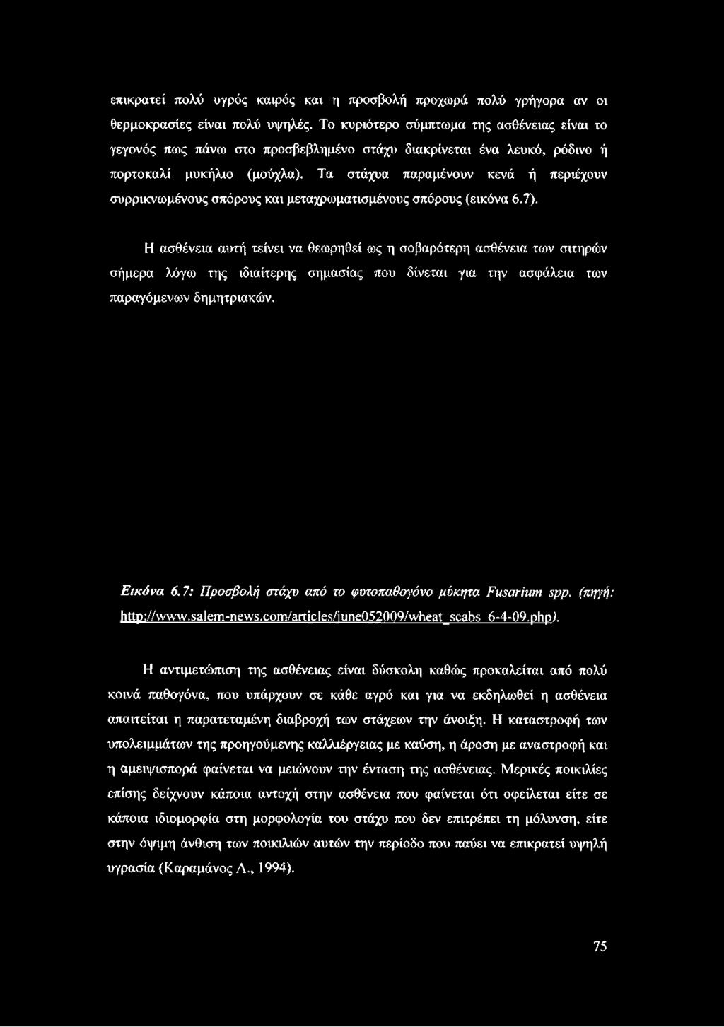 Τα στάχυα παραμένουν κενά ή περιέχουν συρρικνωμένους σπόρους και μεταχρωματισμένους σπόρους (εικόνα 6.7).