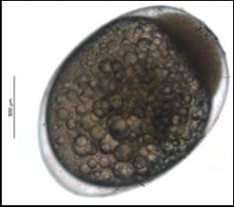 118 (α) (β) Εικόνα 3.6: Στάδιο του βλαστιδίου, του A.nigrofasciatus (α) πρώιμη φάση βλαστιδίου (5h &30 min) (β) ύστερη φάση βλαστιδίου (7 h & 10 min) (Πηγή: Προσωπικό αρχείο).