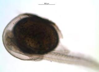10:Εκκόλαψη του A.nigrofasciatus (α) διάσπαση του χορίου, (β) απελευθέρωση της λεκιθοφόρας νύμφης (Πηγή: Προσωπικό αρχείο).